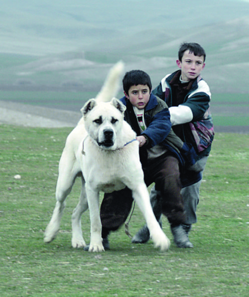 11433-Sivas 5