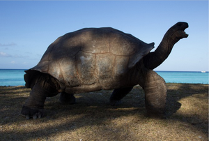 Aldabra13 resize