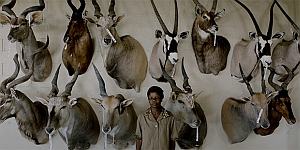 safari7