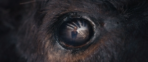 Animale Image01 FE024335